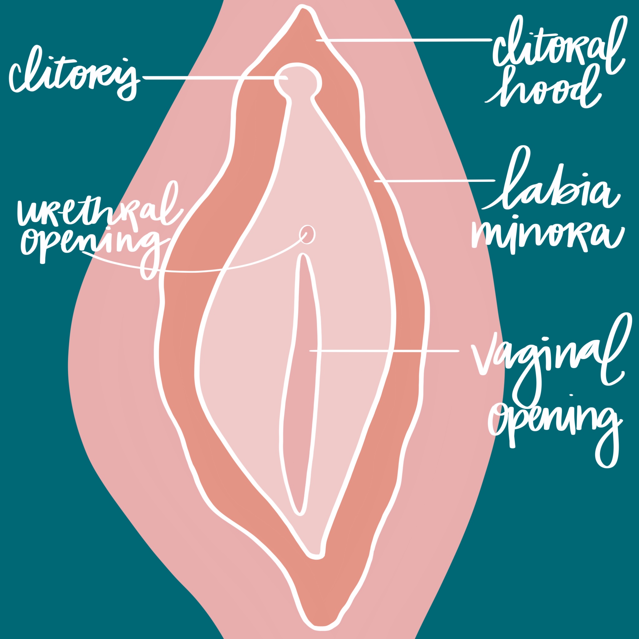 vulva graphic created for rachel wright by jennah dubois Best Sex Toys & Pleasure Aids for Vulva Owners
Shopping for sex toys and pleasure aids can be overwhelming. What are the best sex toys for vulva owners? What about pleasure aids?