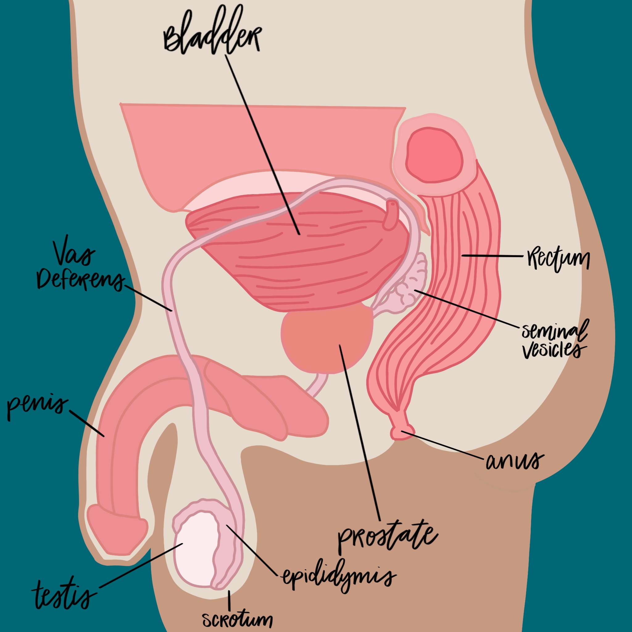 Drawn Anatomy of a Penis Owner showing the bladder, Vas Deferens, Rectum, Seminal Vesicles, Penis, Testis, Anus, Prostate, Epididymis, & Scrotom.
The 9 Best Sex Toys for Penis & Prostate Pleasure