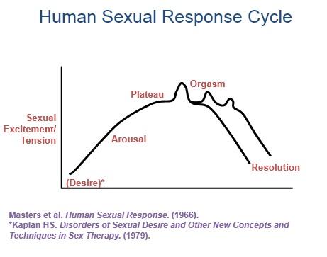facts about orgasms human response cycle